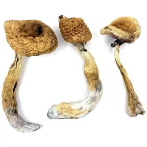 magic mushroom
