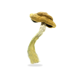 magic mushroom