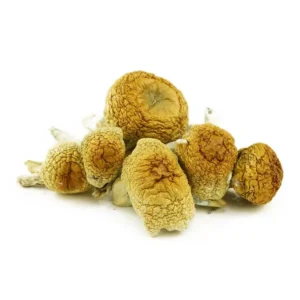 magic mushrooms
