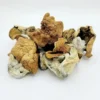 magic mushrooms
